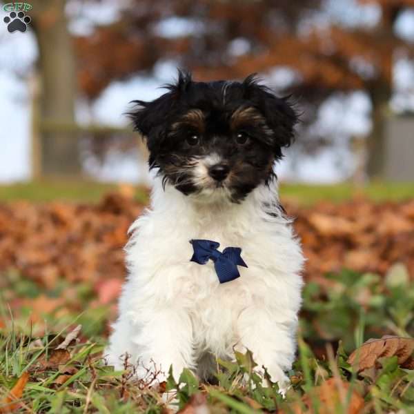 Frankie, Yorkie Poo Puppy