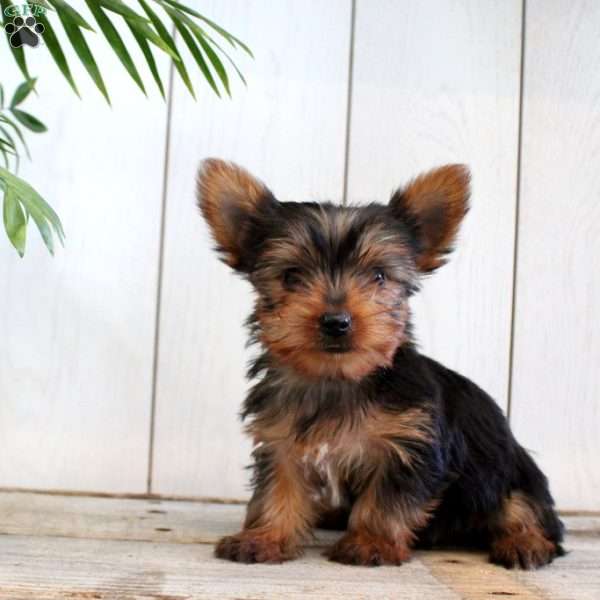 Fred, Yorkie Puppy