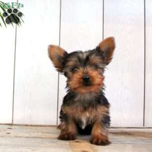 Fred, Yorkie Puppy