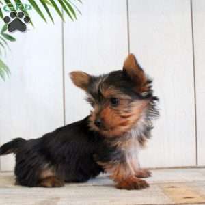 Fred, Yorkie Puppy