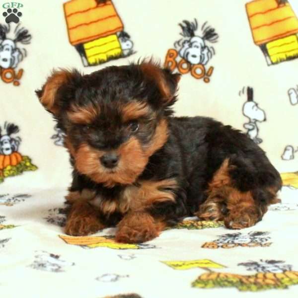 Freddie, Yorkie Puppy