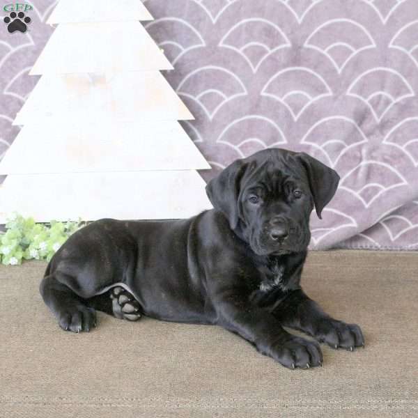 Freida, Cane Corso Puppy