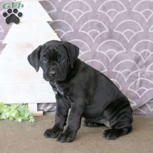 Freida, Cane Corso Puppy