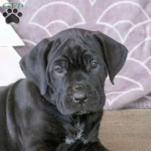 Freida, Cane Corso Puppy