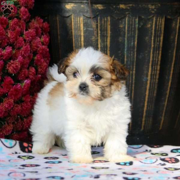 Frida, Teddy Bear Puppy