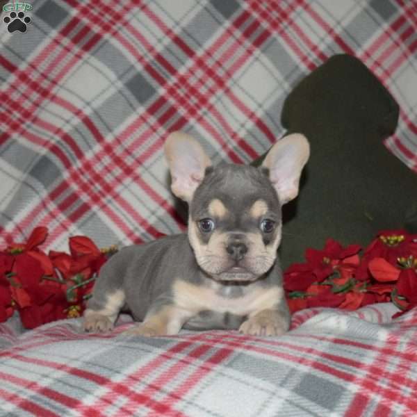 Frost, French Bulldog Puppy