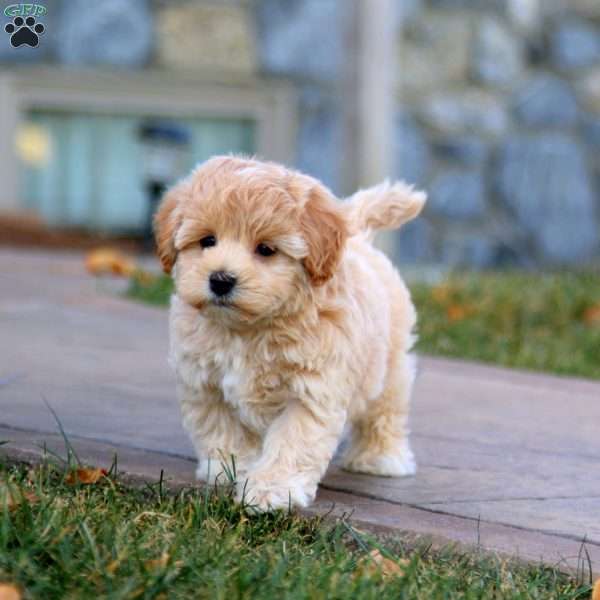 Frosty, Maltipoo Puppy