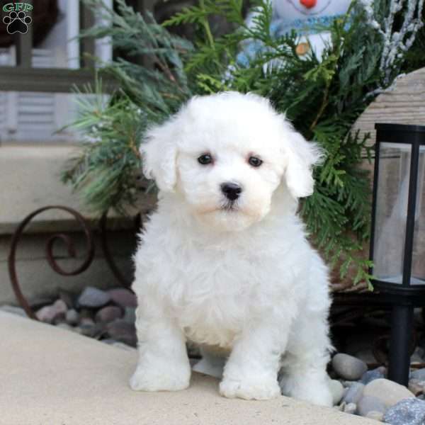 Frosty, Bichon Frise Puppy