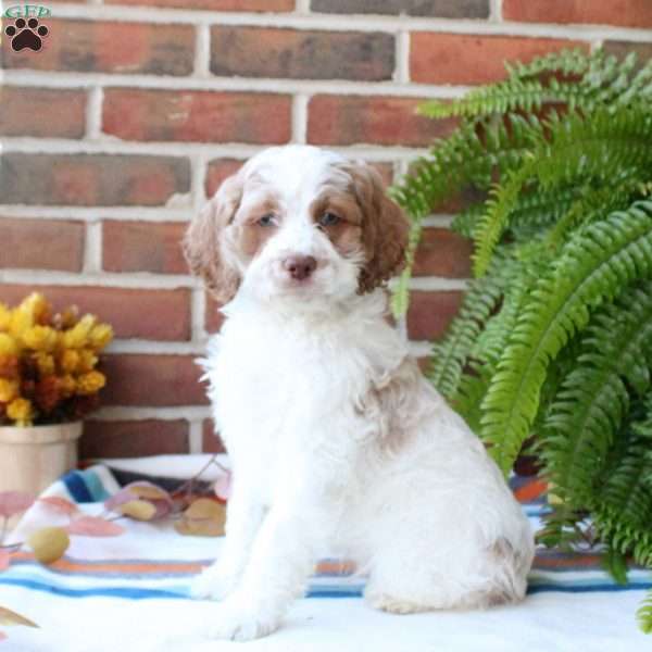 Frosty, Cockapoo Puppy