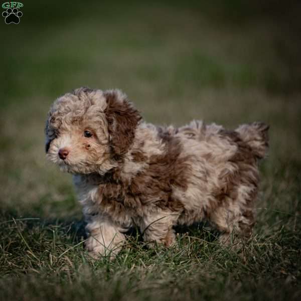 Fudge, Toy Poodle Puppy