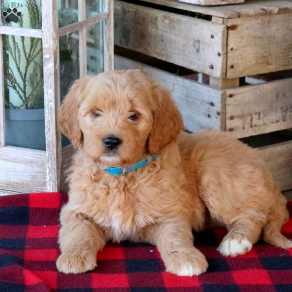 Fudge, Goldendoodle Puppy