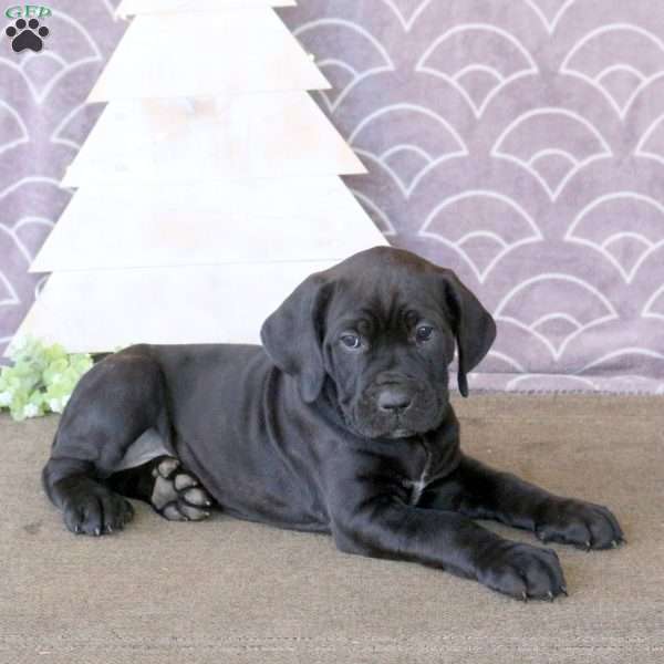 Fudge, Cane Corso Puppy