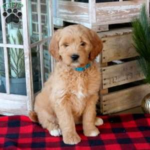 Fudge, Goldendoodle Puppy