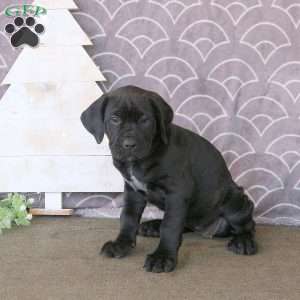 Fudge, Cane Corso Puppy