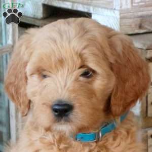 Fudge, Goldendoodle Puppy