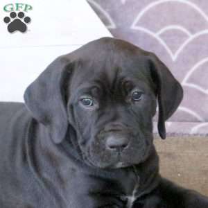 Fudge, Cane Corso Puppy