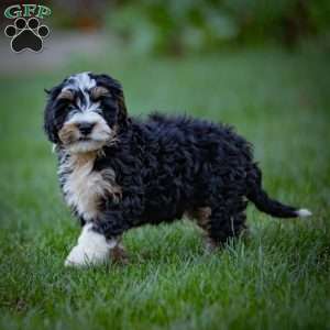 Fuji, Mini Bernedoodle Puppy