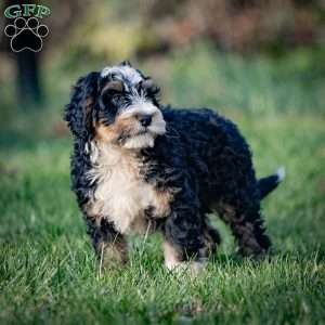 Fuji, Mini Bernedoodle Puppy