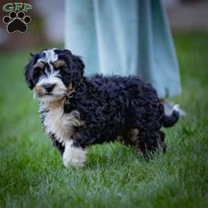 Fuji, Mini Bernedoodle Puppy