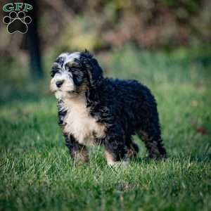 Fuji, Mini Bernedoodle Puppy