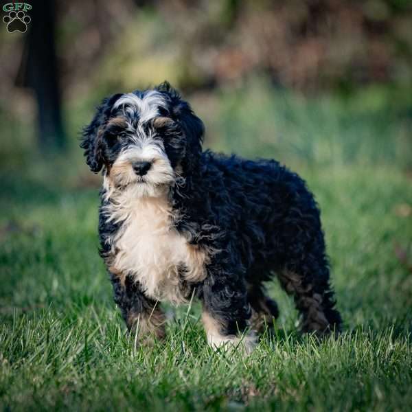 Fuji, Mini Bernedoodle Puppy