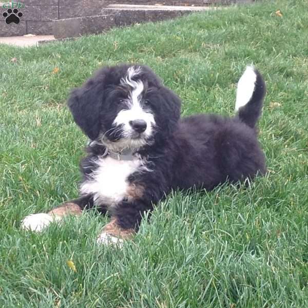 Mindy, Bernedoodle Puppy