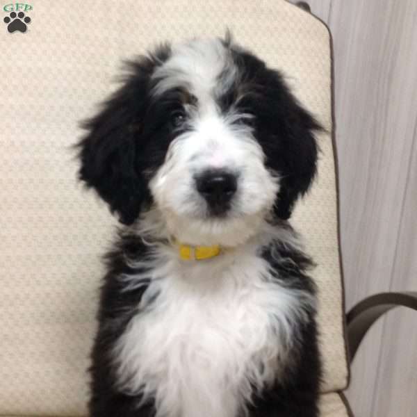 Mimi, Bernedoodle Puppy