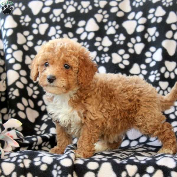 Gabby, Mini Goldendoodle Puppy