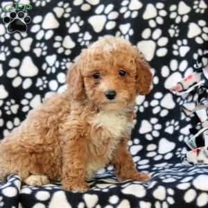 Gabby, Mini Goldendoodle Puppy