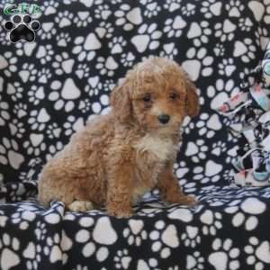 Gabby, Mini Goldendoodle Puppy