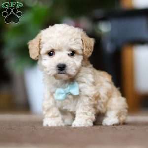 Gabriel, Shih-Poo Puppy