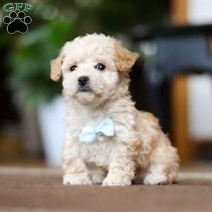 Gabriel, Shih-Poo Puppy