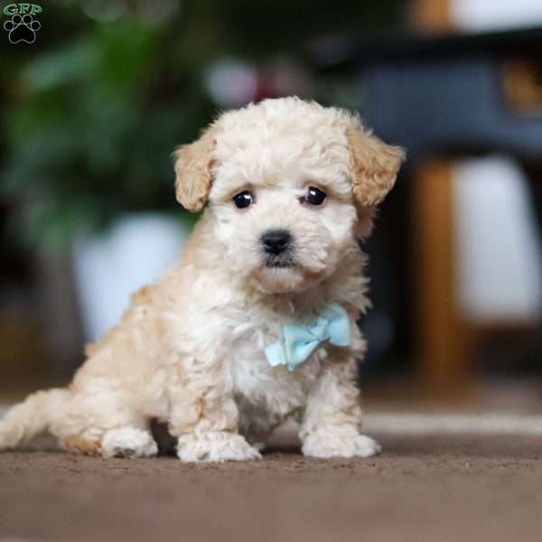 Gabriel, Shih-Poo Puppy