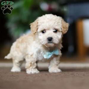 Gabriel, Shih-Poo Puppy