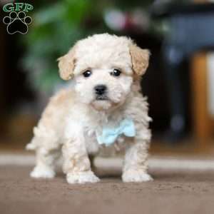 Gabriel, Shih-Poo Puppy