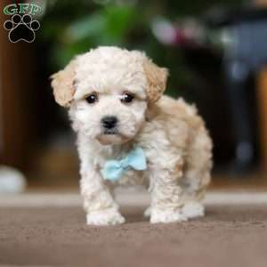 Gabriel, Shih-Poo Puppy