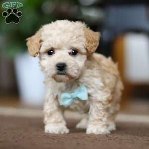 Gabriel, Shih-Poo Puppy