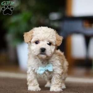 Gabriel, Shih-Poo Puppy