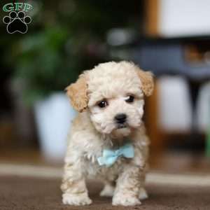 Gabriel, Shih-Poo Puppy