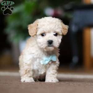 Gabriel, Shih-Poo Puppy