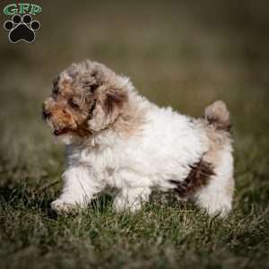 Ganache, Toy Poodle Puppy