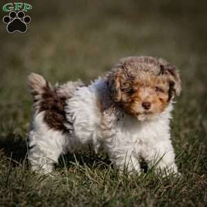 Ganache, Toy Poodle Puppy