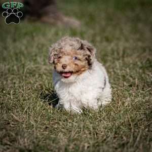 Ganache, Toy Poodle Puppy