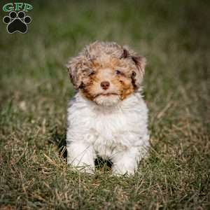 Ganache, Toy Poodle Puppy