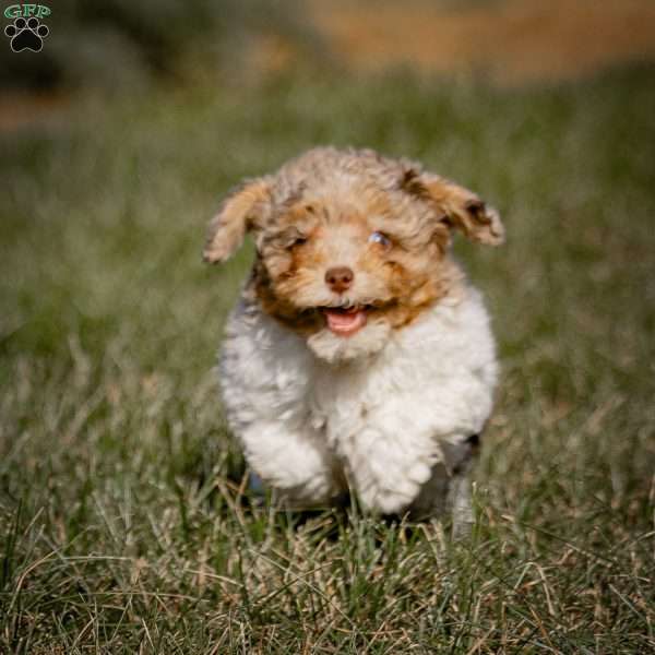 Ganache, Toy Poodle Puppy