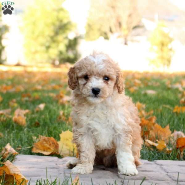 Garrett, Mini Goldendoodle Puppy