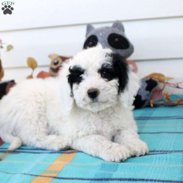 Garrett, Cavapoo Puppy