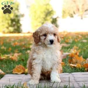 Garrett, Mini Goldendoodle Puppy