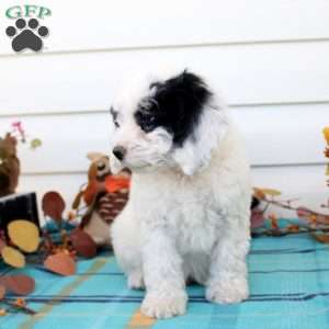 Garrett, Cavapoo Puppy