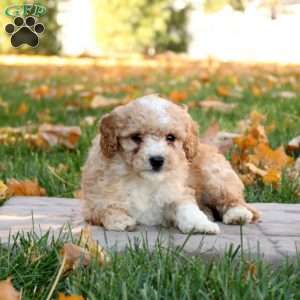 Garrett, Mini Goldendoodle Puppy